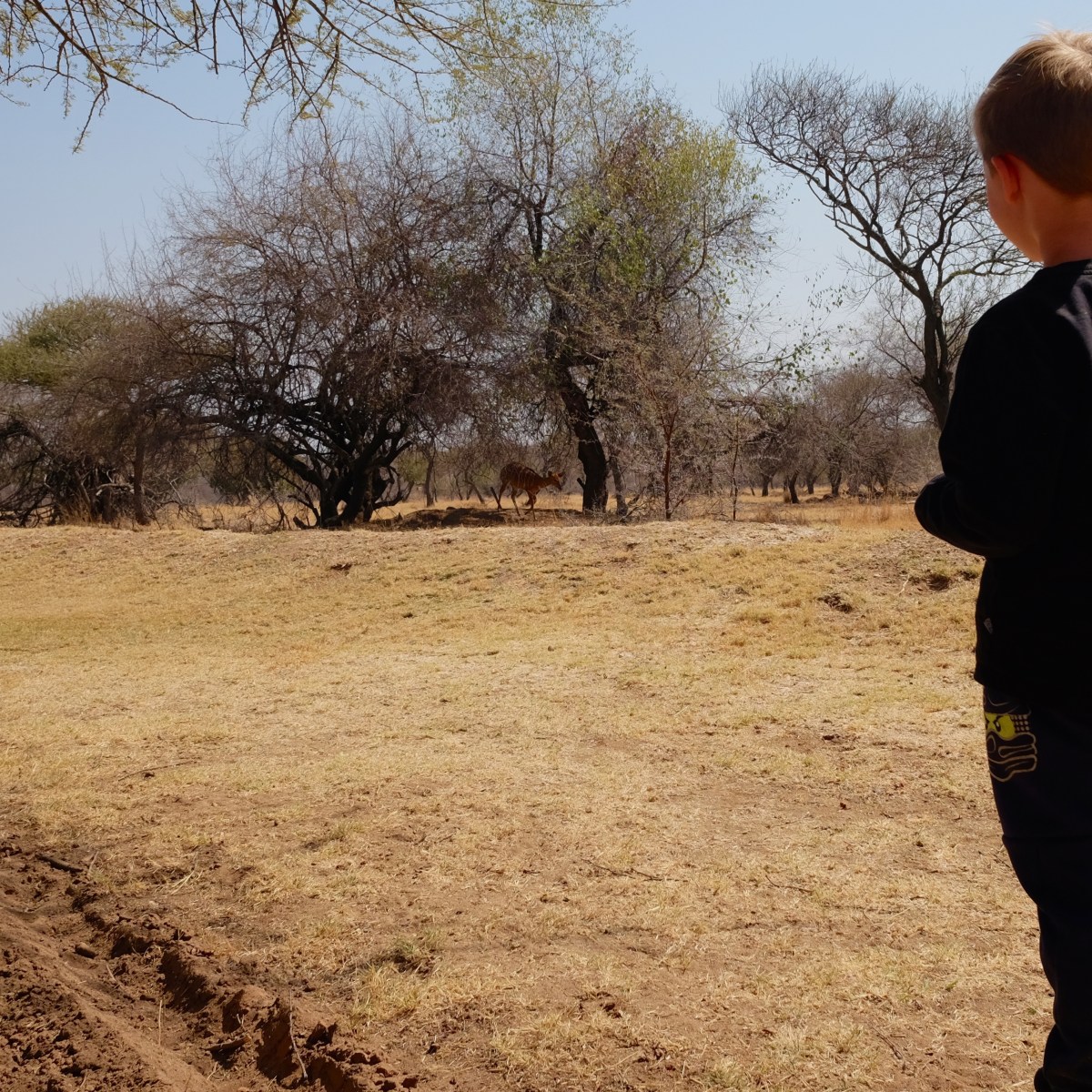 Vores første safari