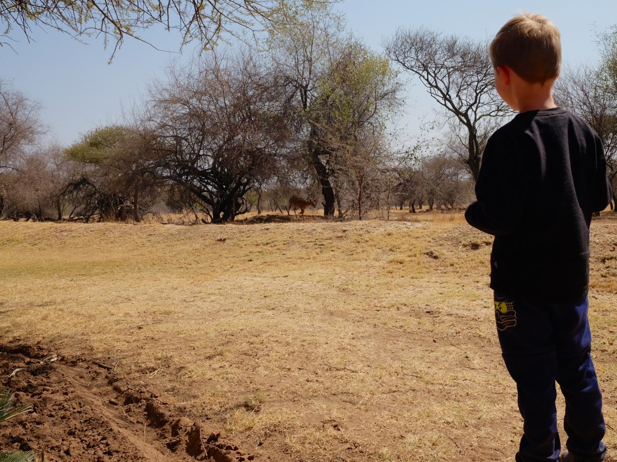 Vores første safari